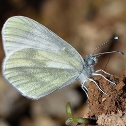 Leptidea sinapis